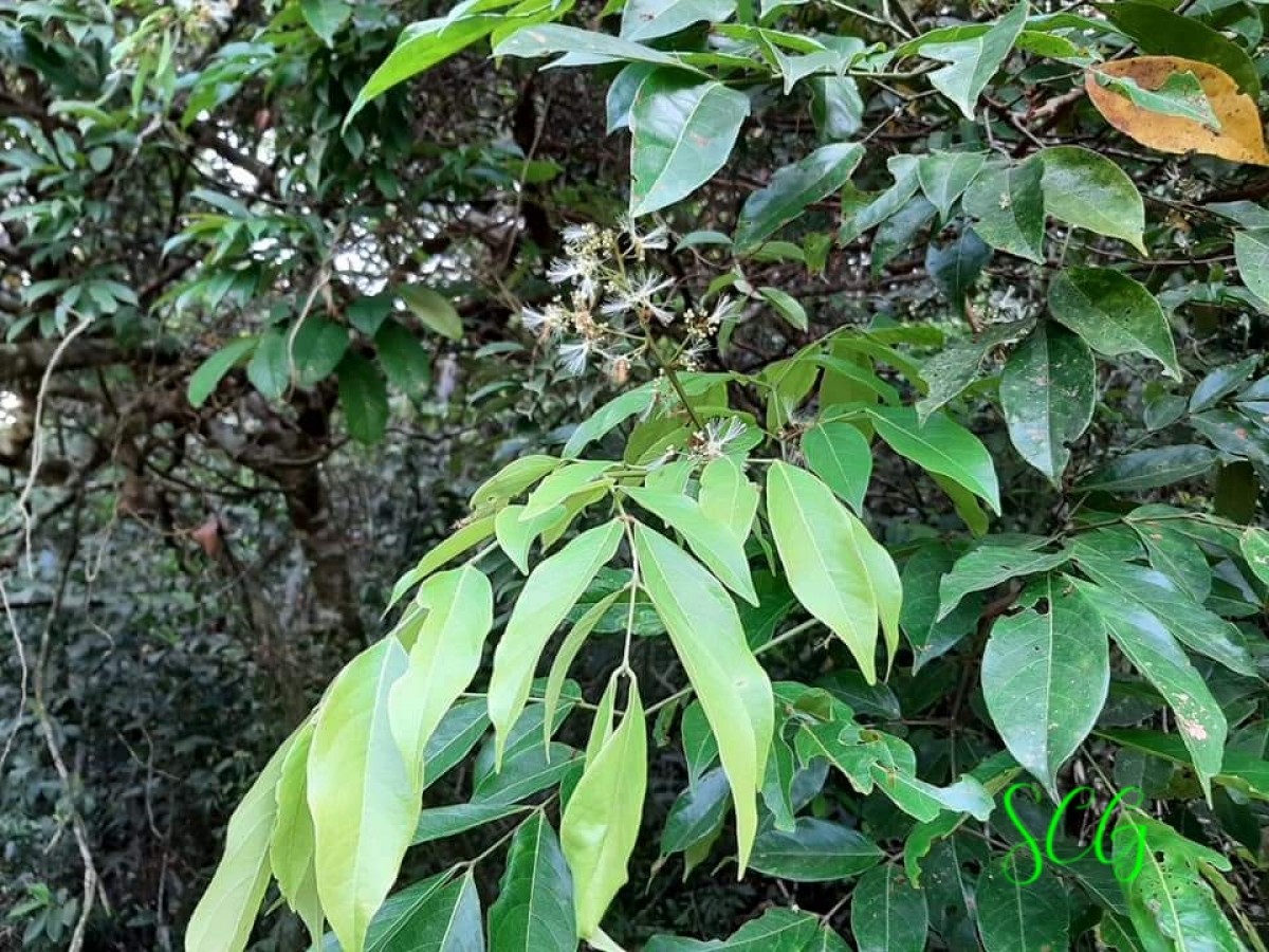 Archidendron bigeminum (L.) I.C.Nielsen